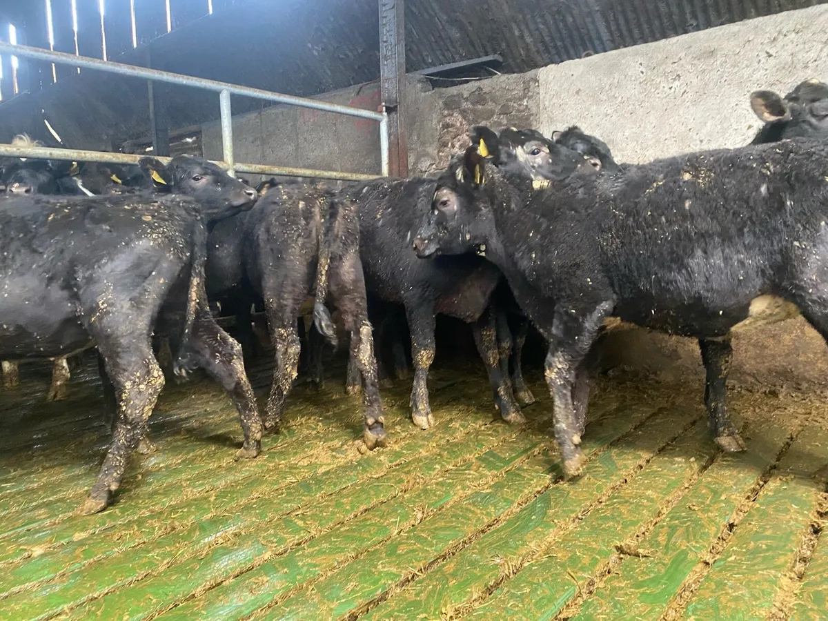 Angus yearling heifers - Image 2