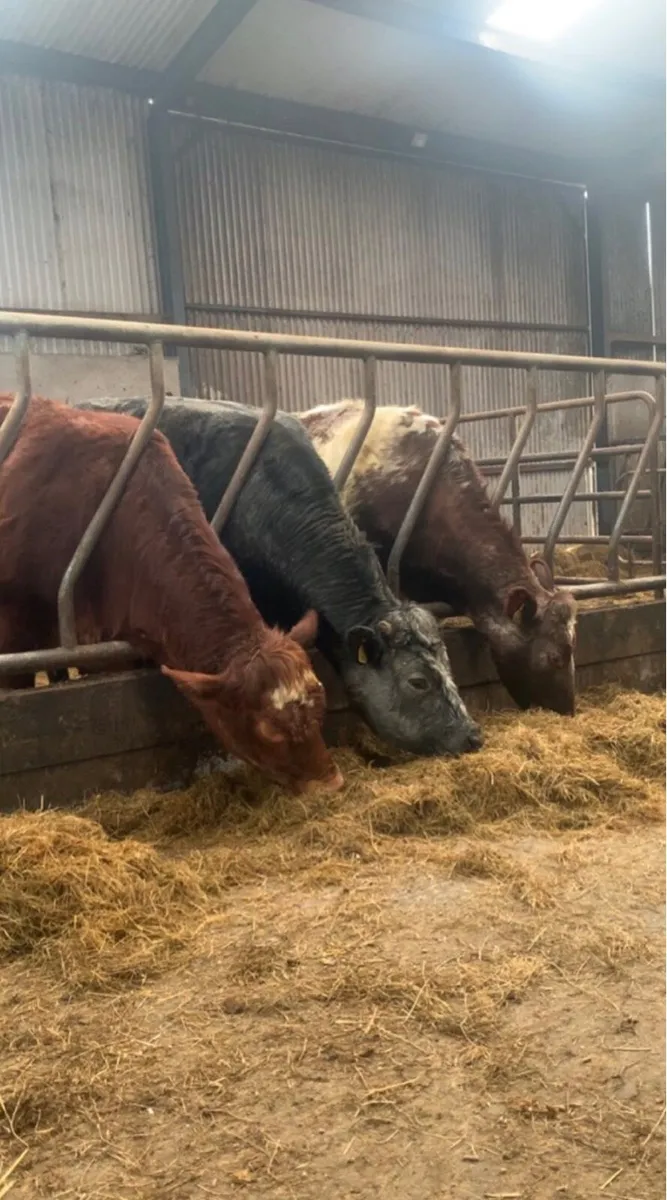 ⭐️3 Breeding Heifers⭐️ - Image 1