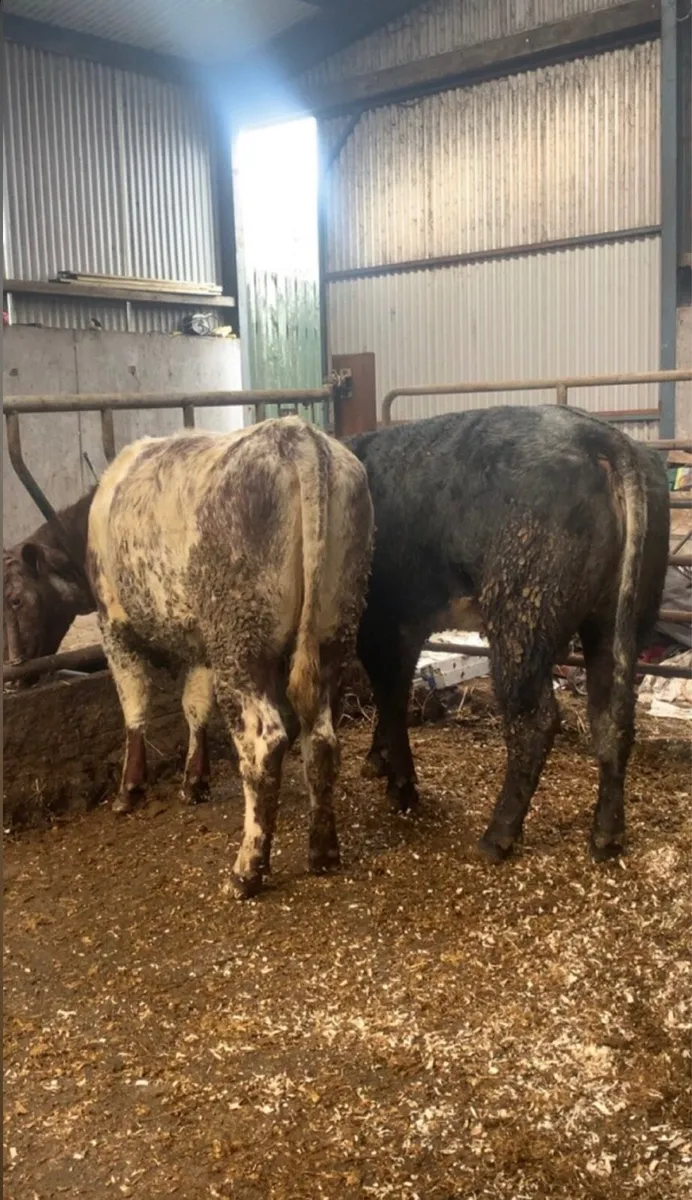 ⭐️3 Breeding Heifers⭐️ - Image 2