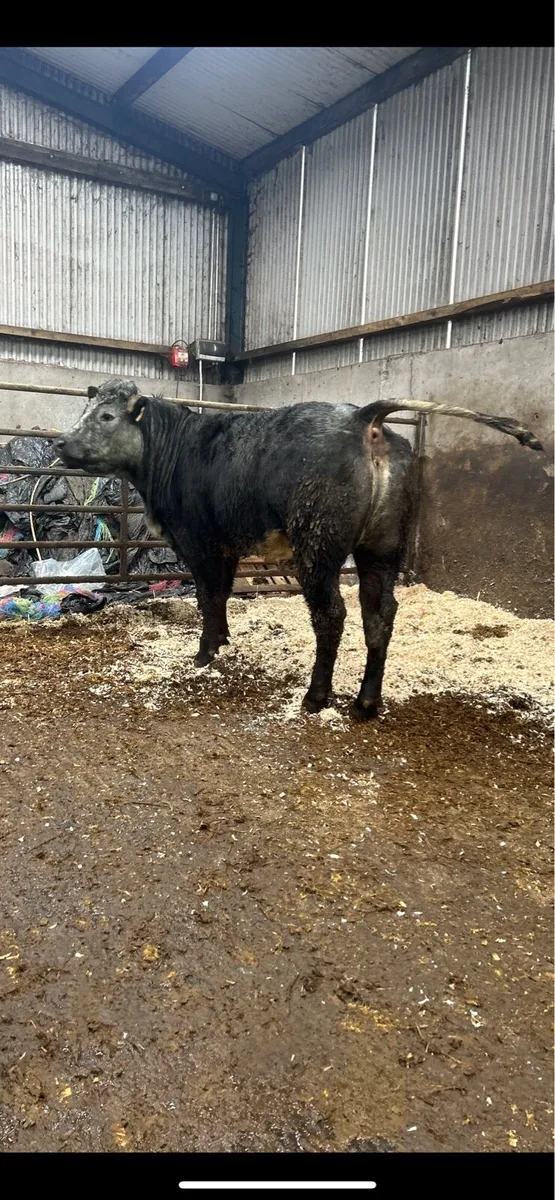 ⭐️3 Breeding Heifers⭐️ - Image 3