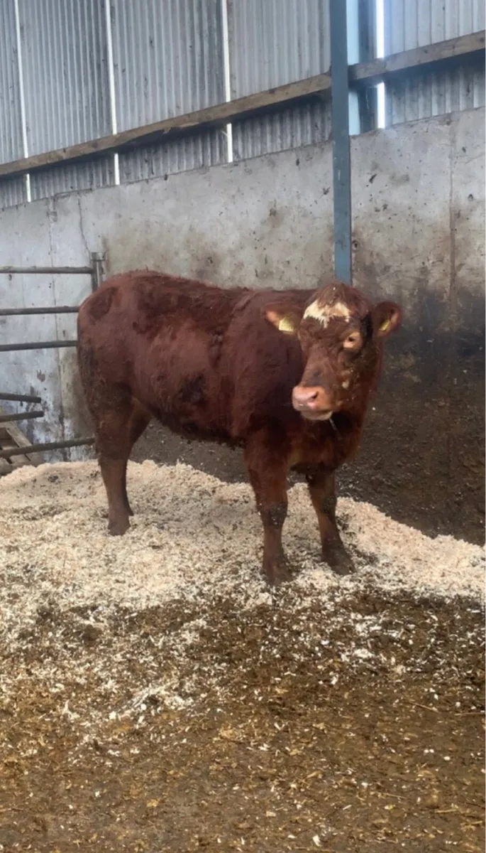 ⭐️3 Breeding Heifers⭐️ - Image 4