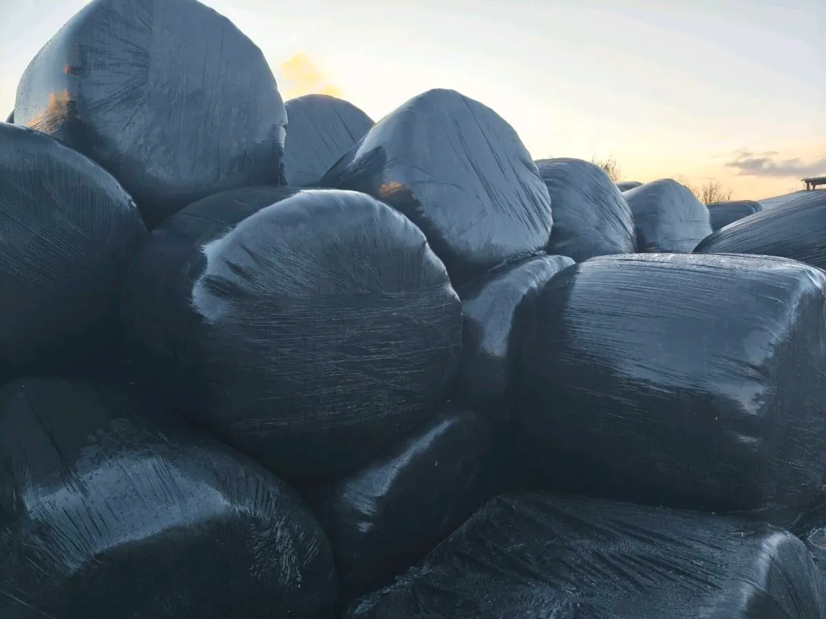 Bales of Silage for sale
