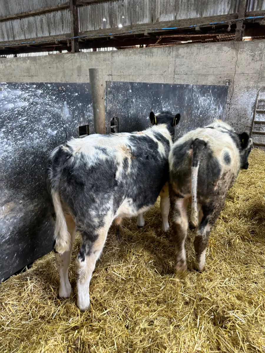 Blue bulls - Image 4