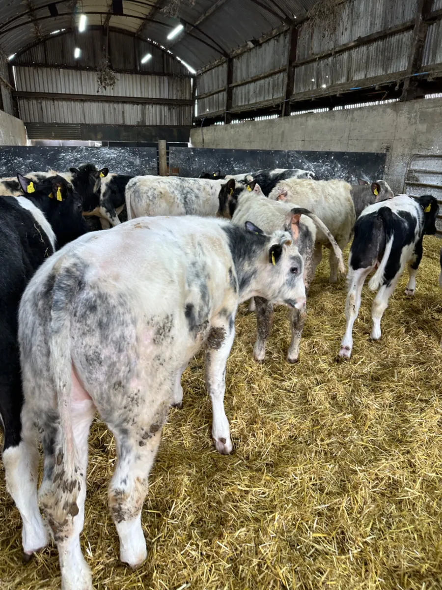 Blue bulls - Image 3