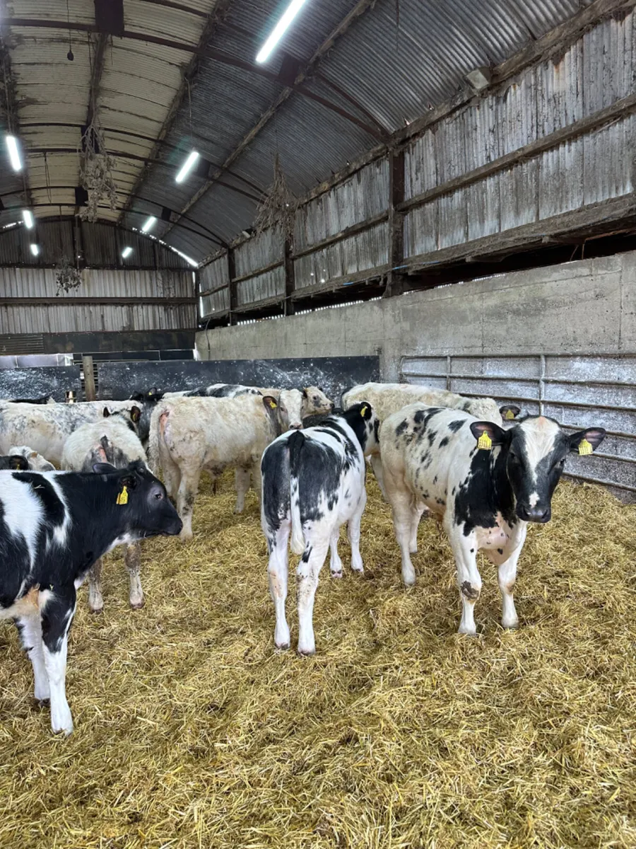 Blue bulls - Image 1