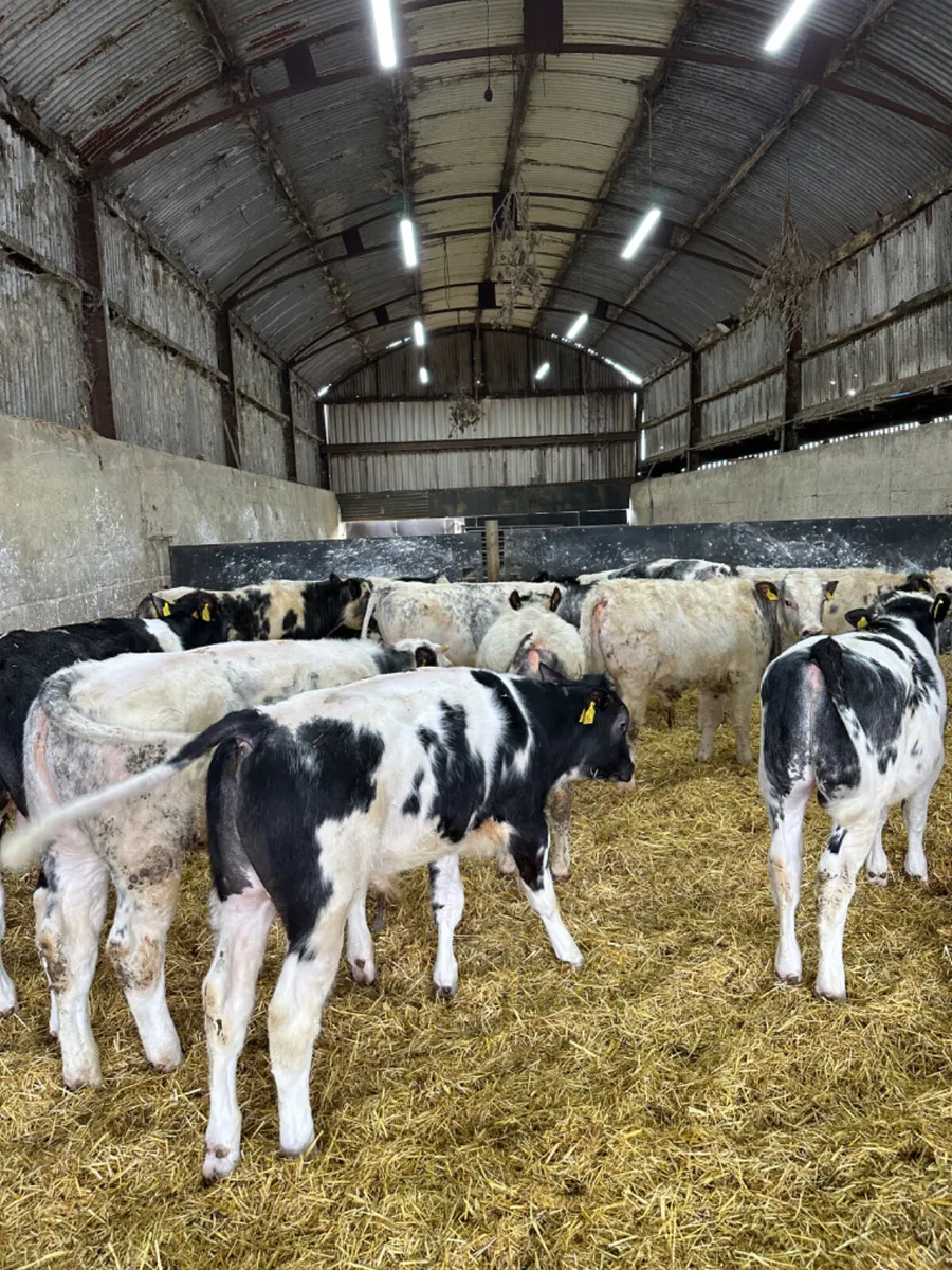 Blue bulls - Image 2