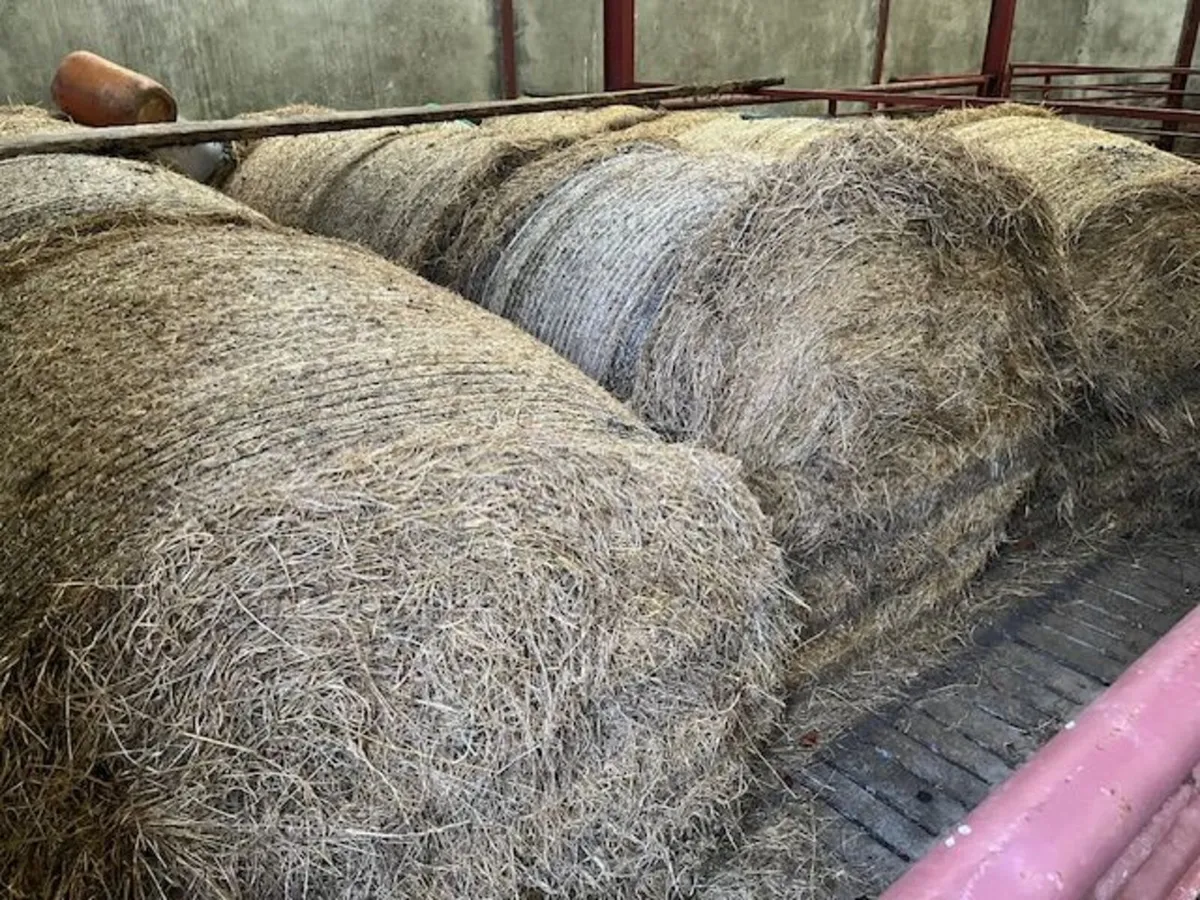 Top Quality Hay