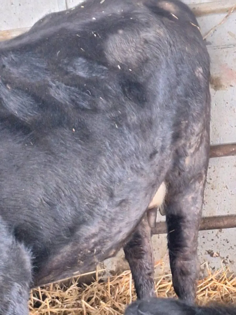 Cow and bull calf - Image 4