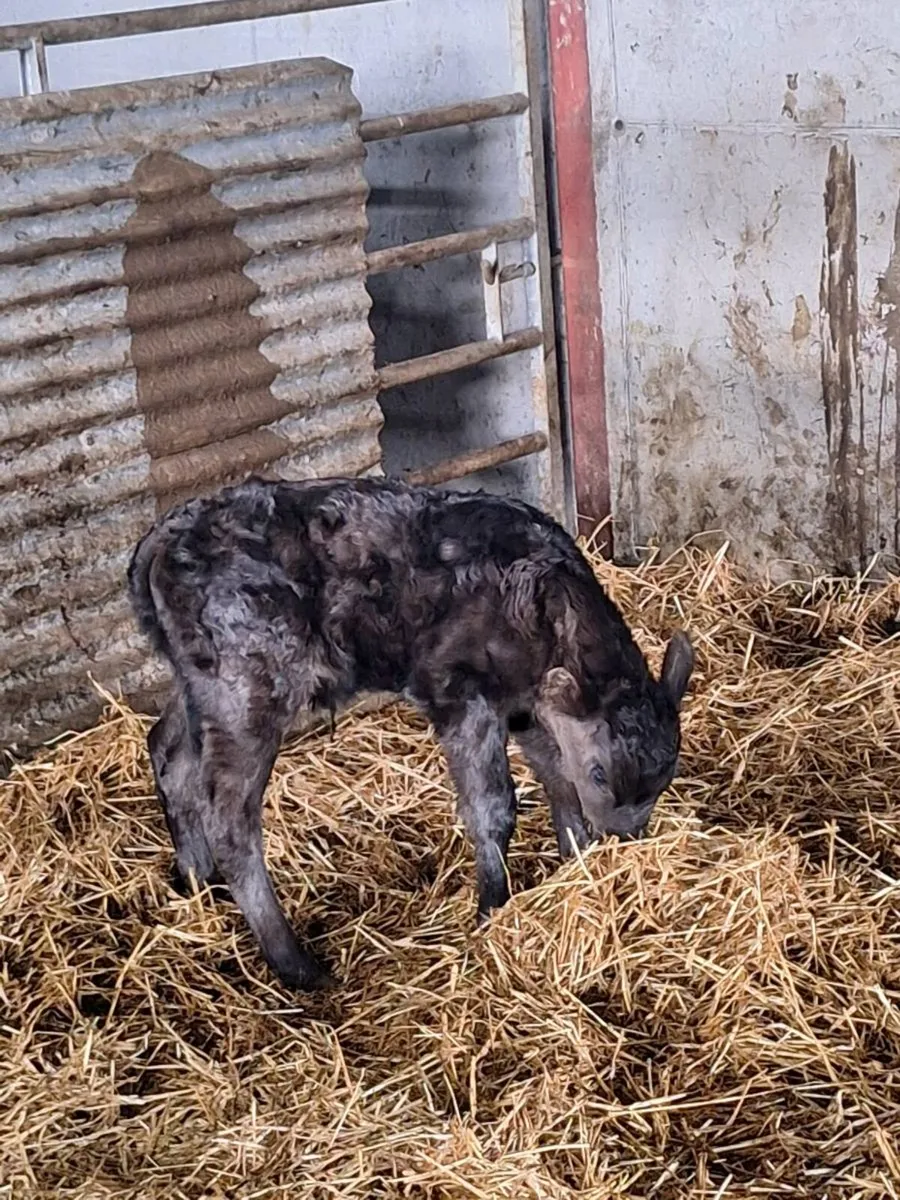 Cow and bull calf - Image 2