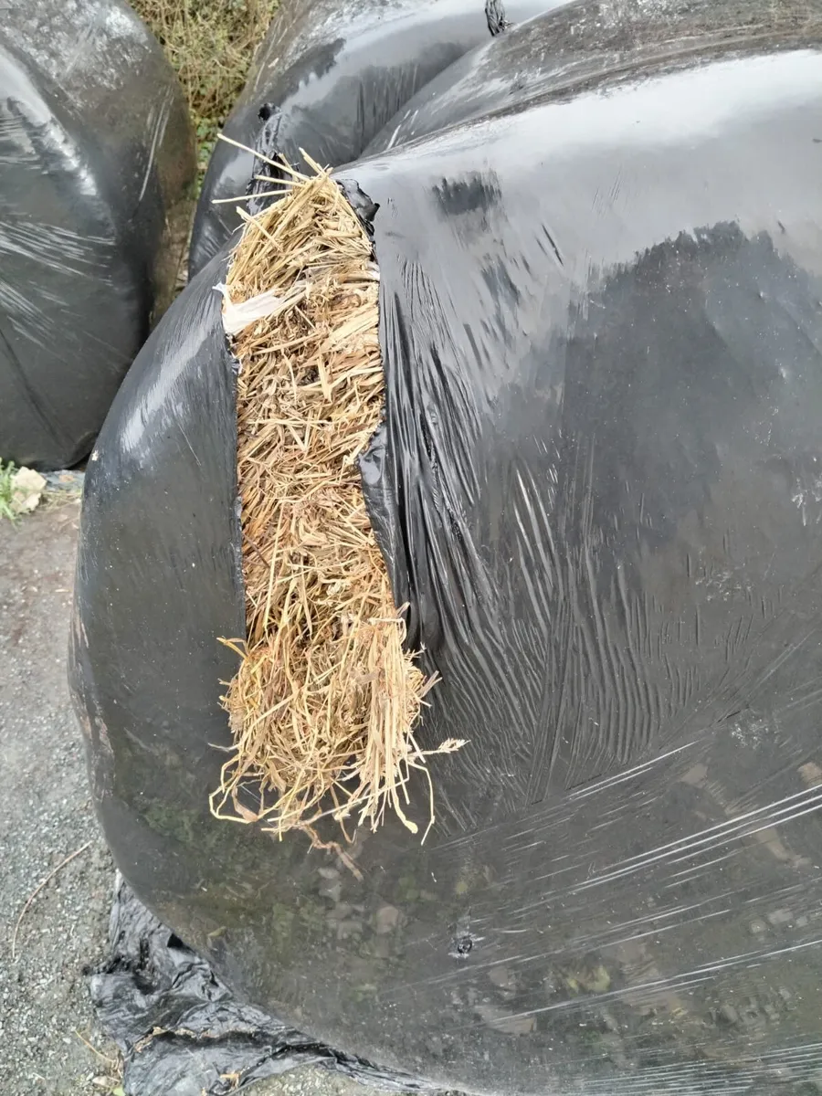 Bedding and feed - Image 4