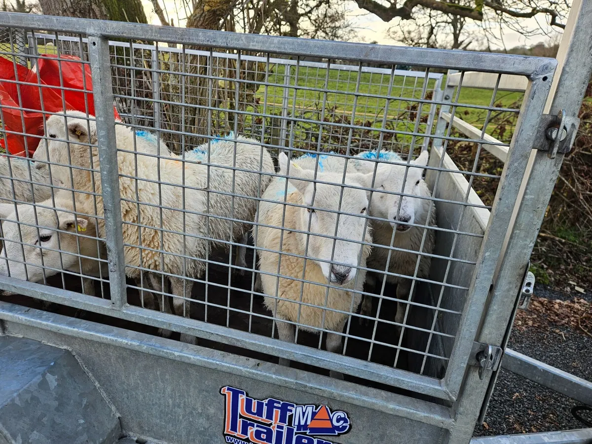 Easycare hoggets - Image 3