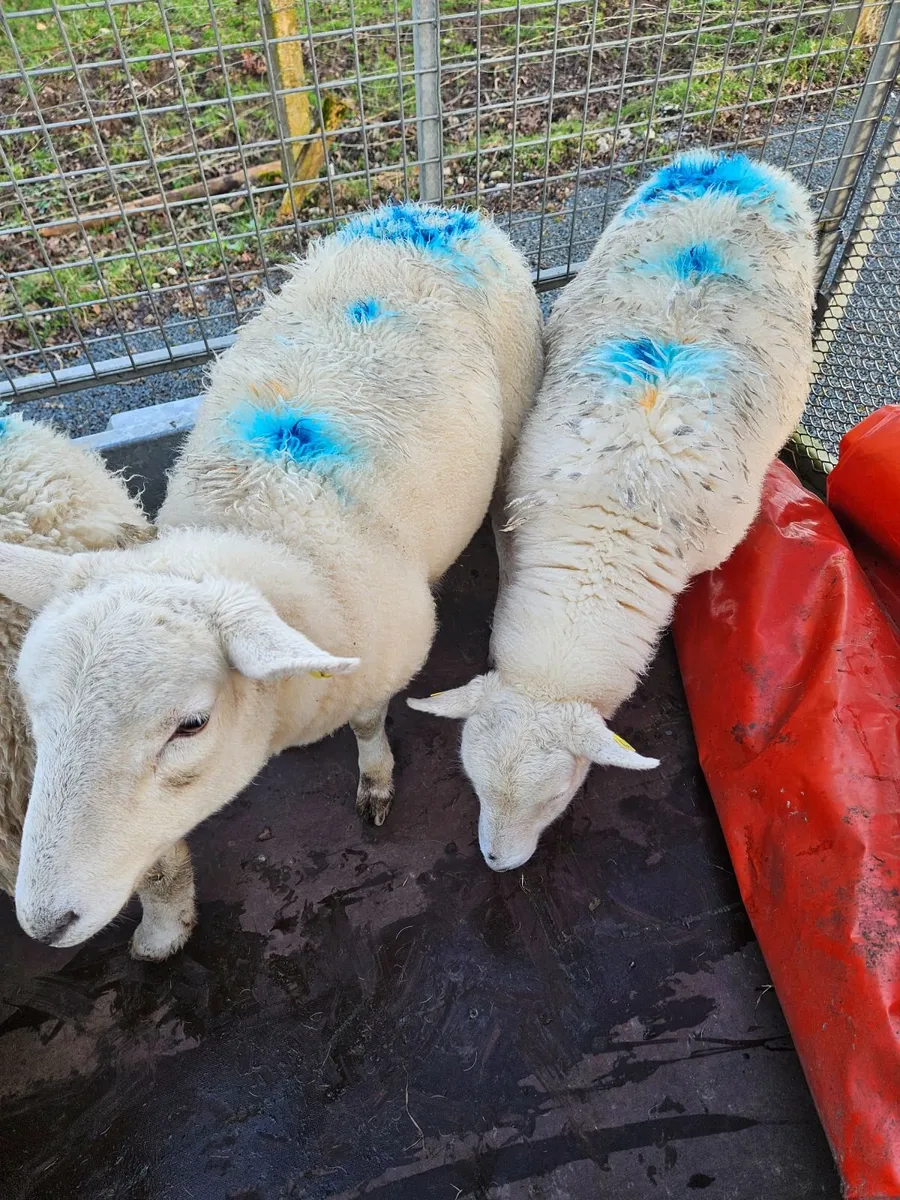 Easycare hoggets - Image 2