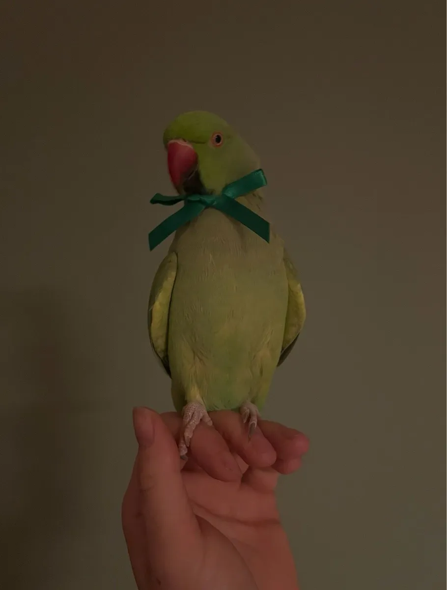 Indian ringneck male - Image 3