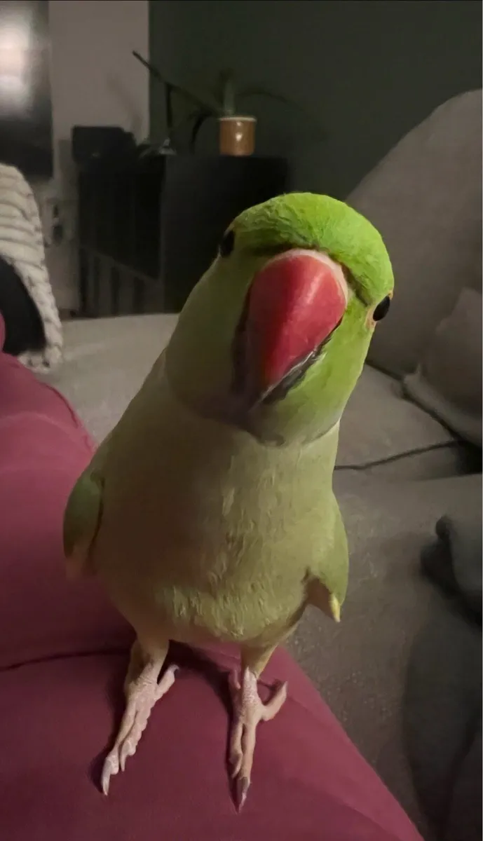 Indian ringneck male - Image 2