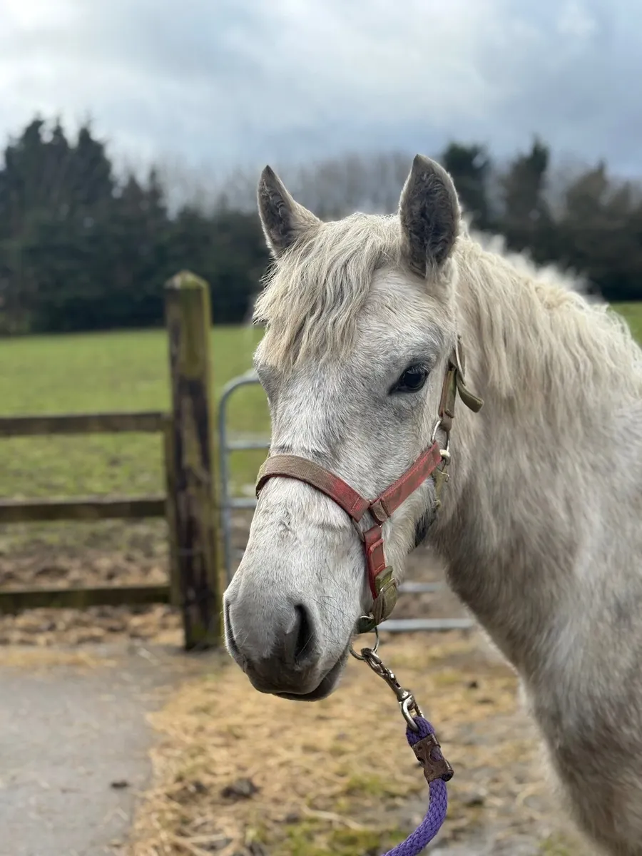 ⭐️2 Year old Connemara Pony Filly⭐️ - Image 1