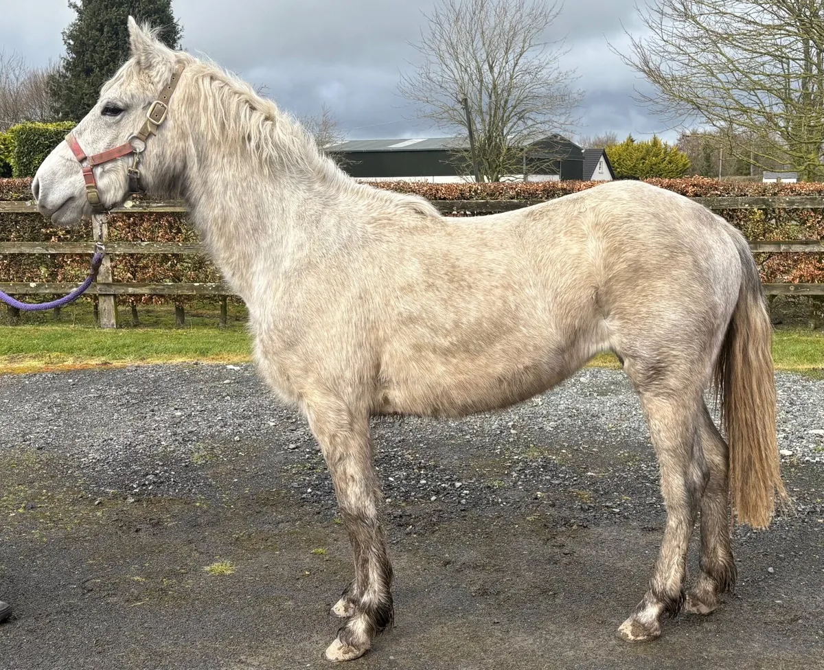 ⭐️2 Year old Connemara Pony Filly⭐️ - Image 2