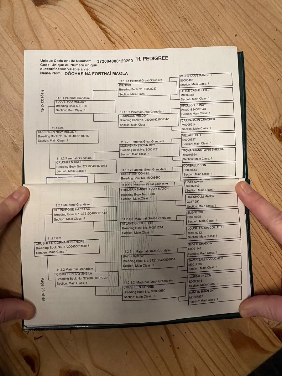 ⭐️2 Year old Connemara Pony Filly⭐️ - Image 4