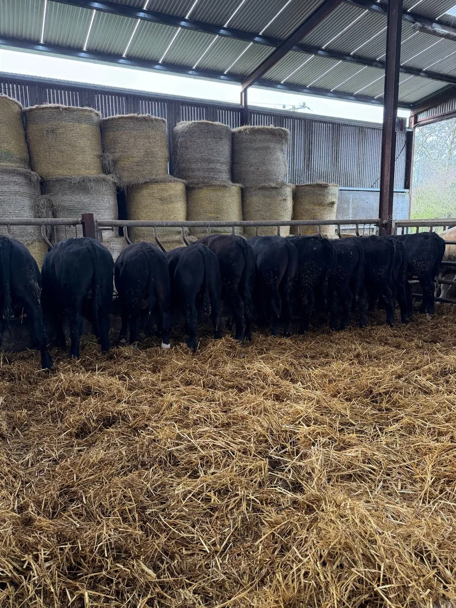 11 super Aberdeen Angus Bullocks - Image 1