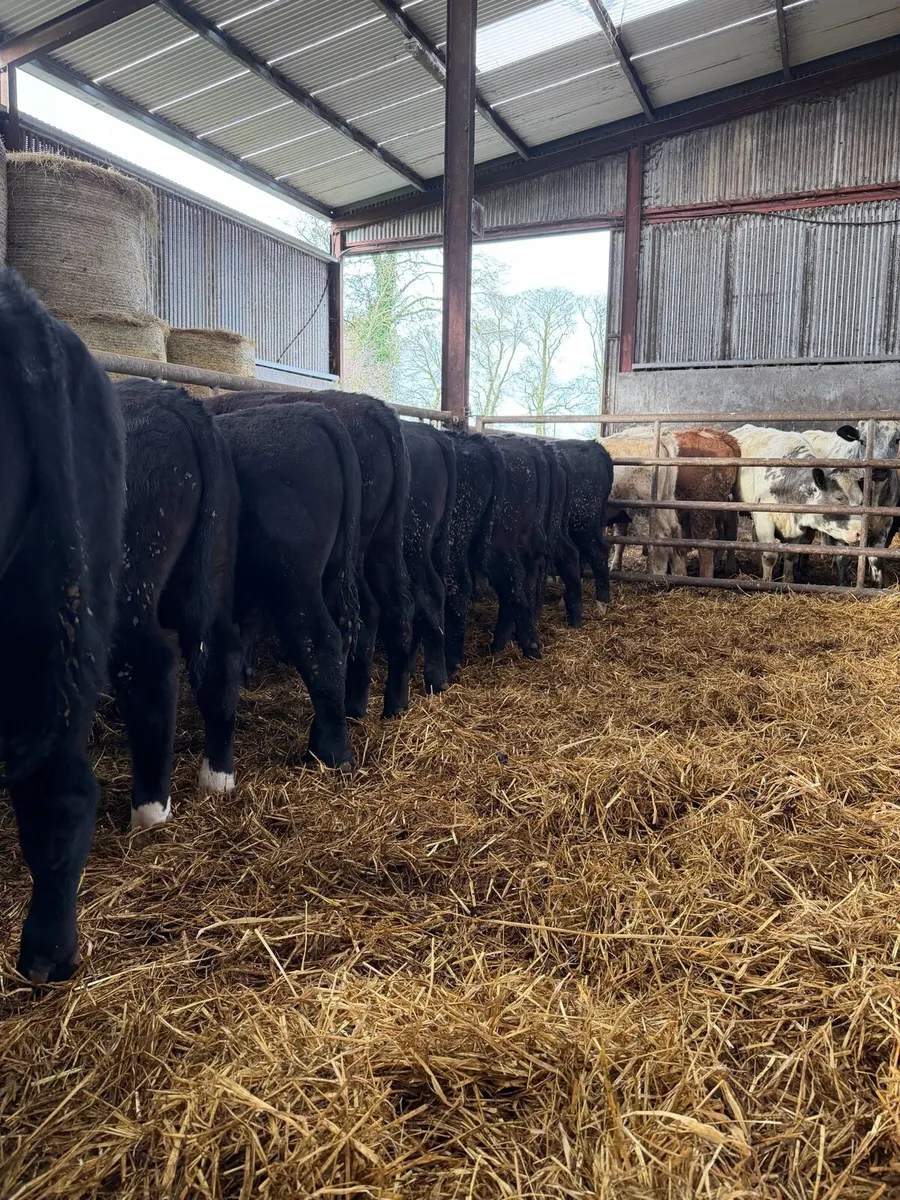 11 super Aberdeen Angus Bullocks - Image 3