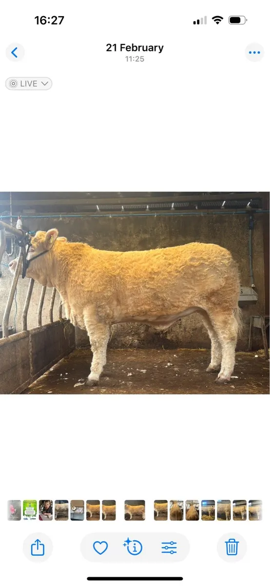 Charolais heifer - Image 1