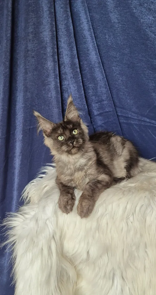 Maine Coon - Image 1