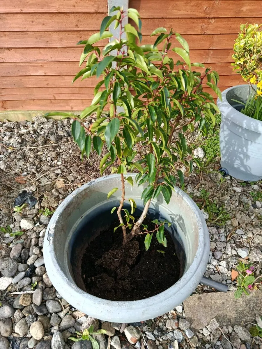 4 Portuguese Laurel Hedging Plants - Image 1