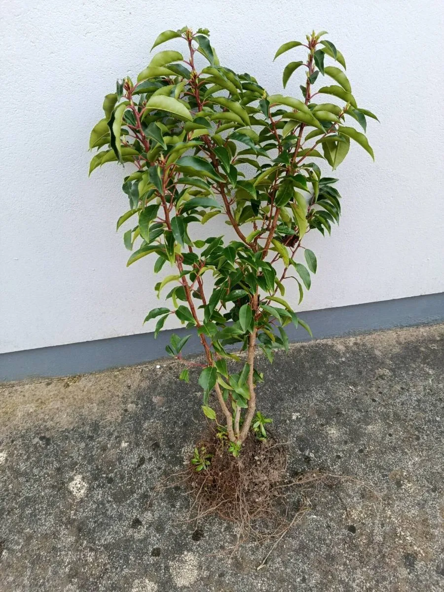 4 Portuguese Laurel Hedging Plants - Image 2