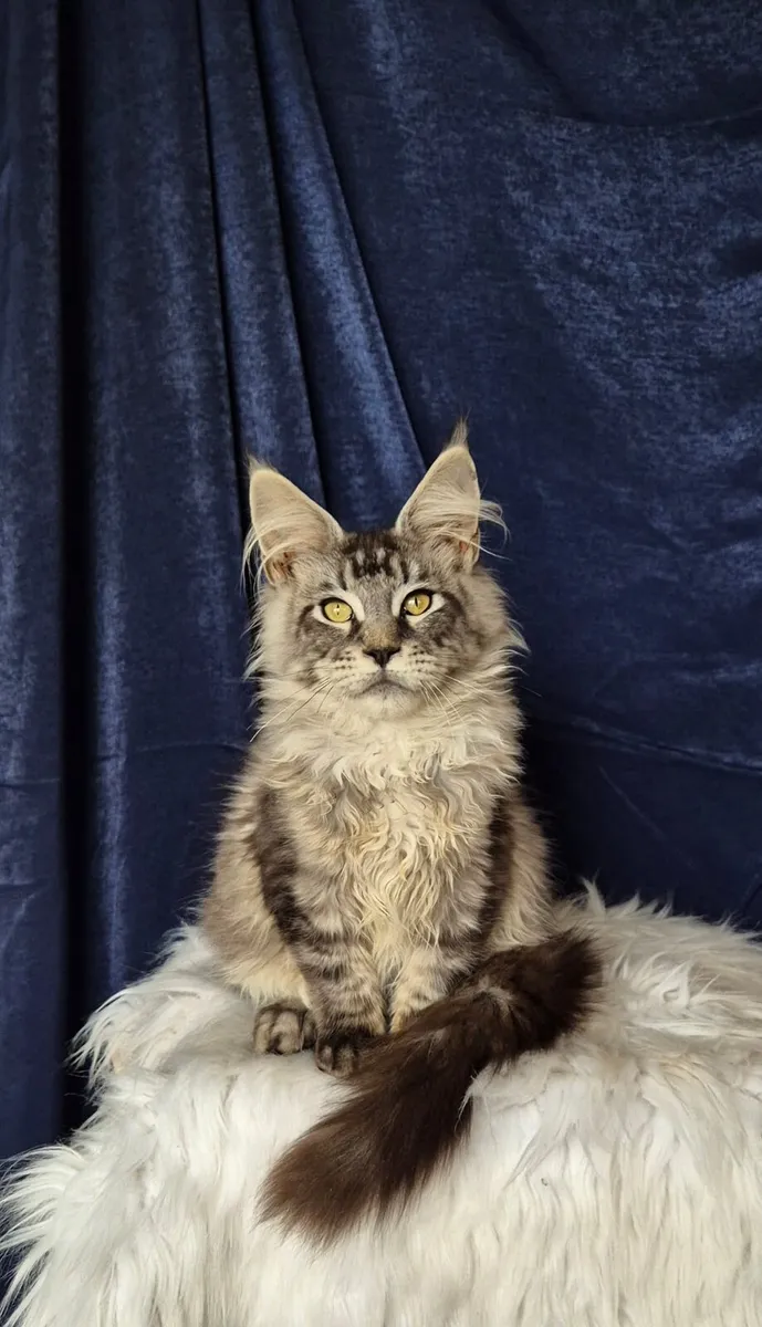 Maine Coon - Image 3