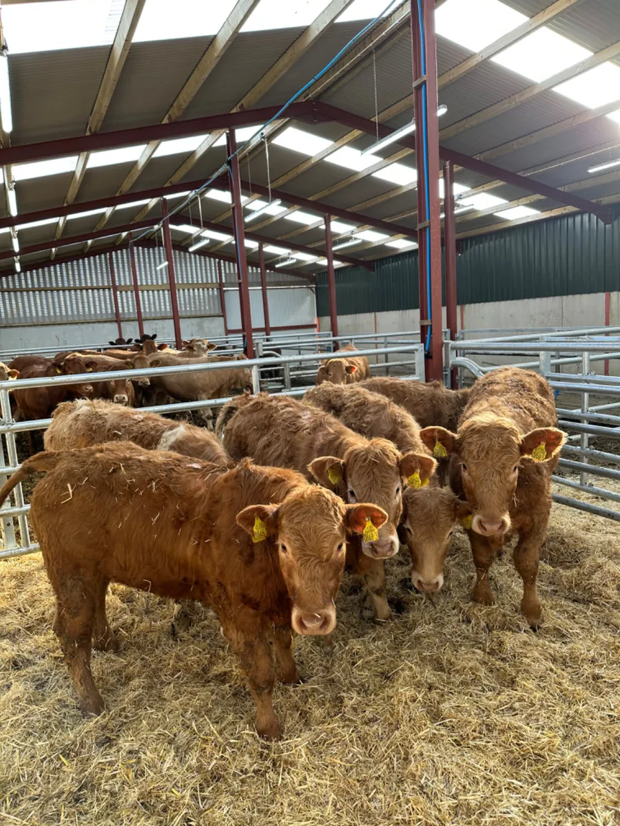 Charolais heifers - Image 3