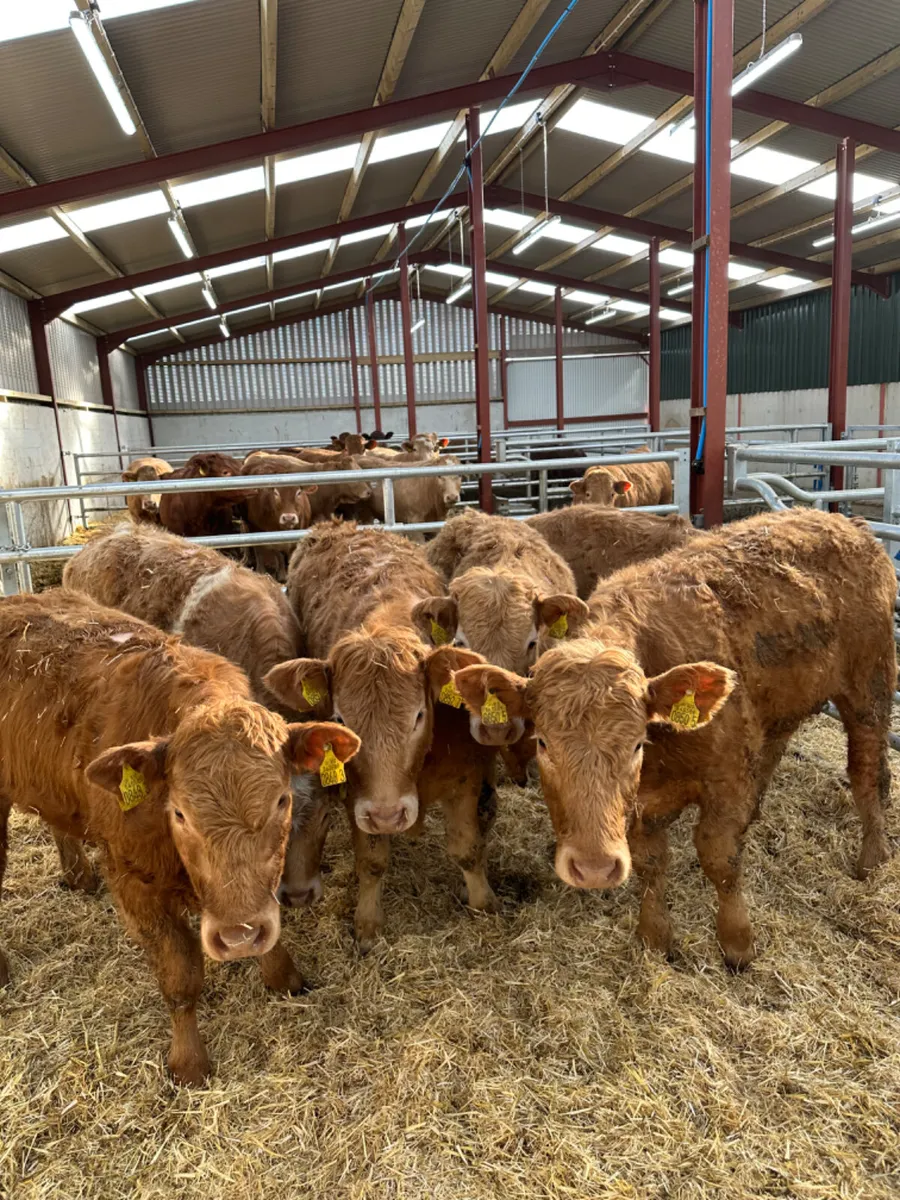 Charolais heifers - Image 1