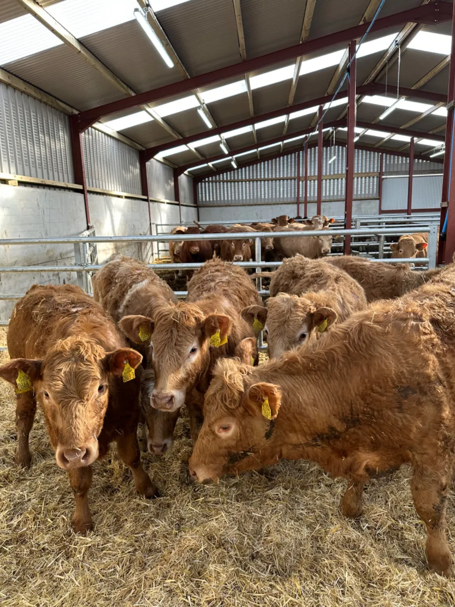 Charolais heifers - Image 2