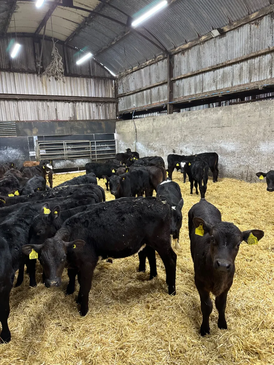 Angus and lim bulls - Image 4