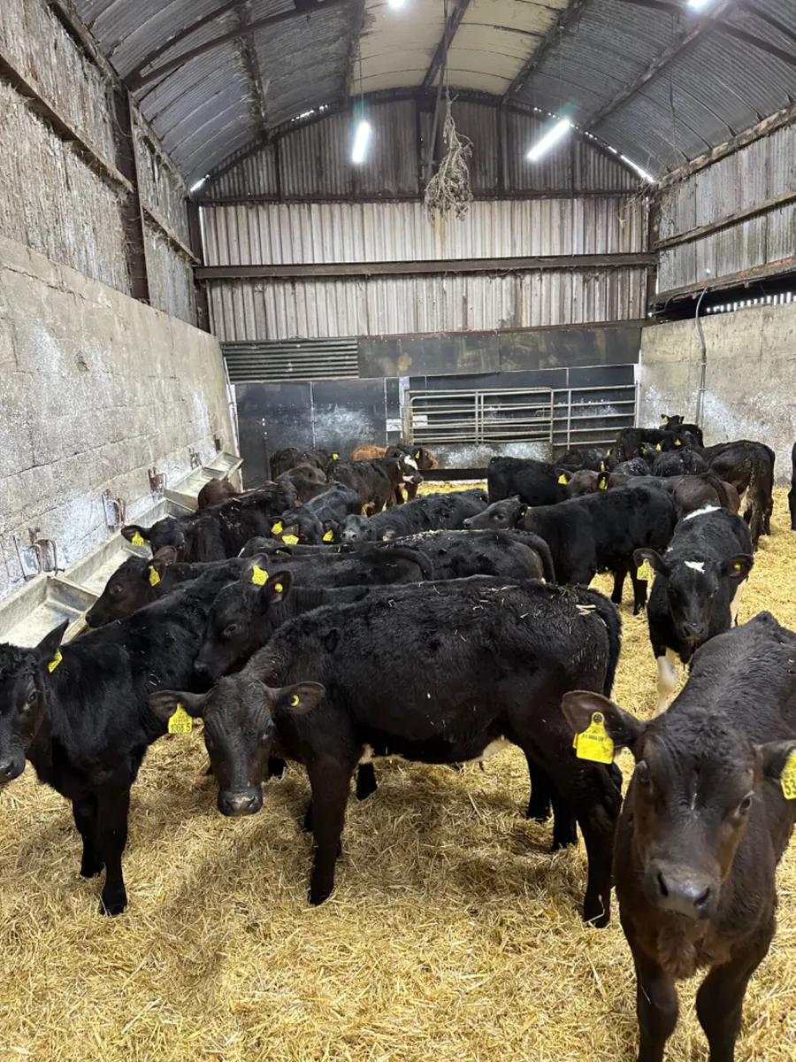 Angus and lim bulls - Image 1