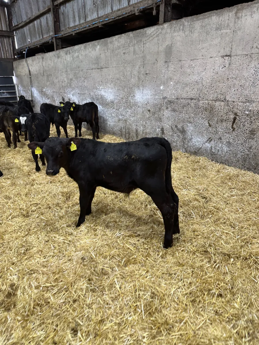 Angus and lim bulls - Image 3