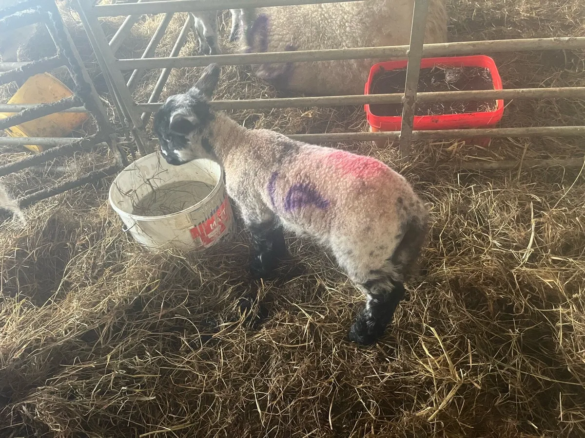 Pet lambs - Image 1