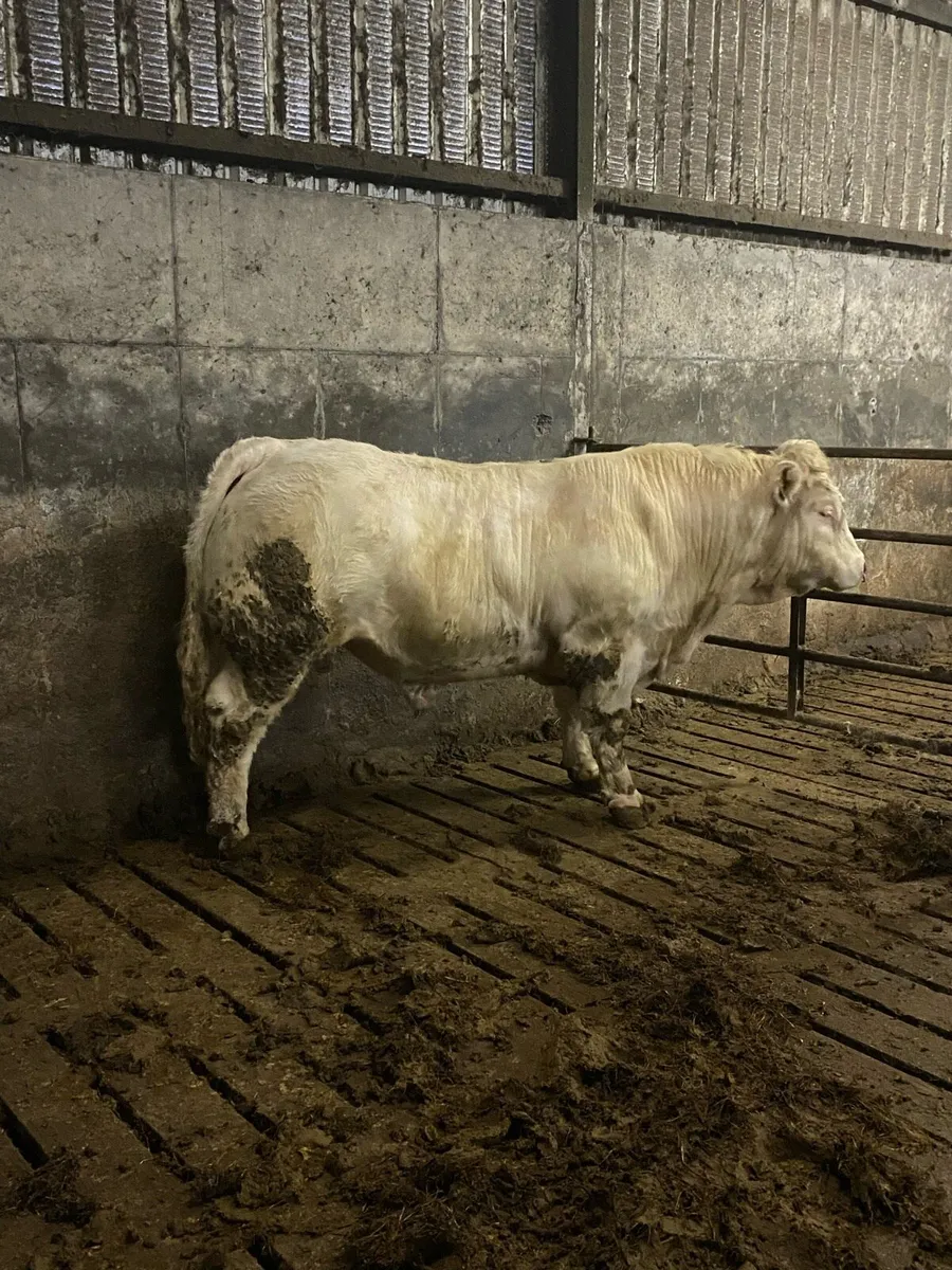 Super Charolaois bull - Image 1