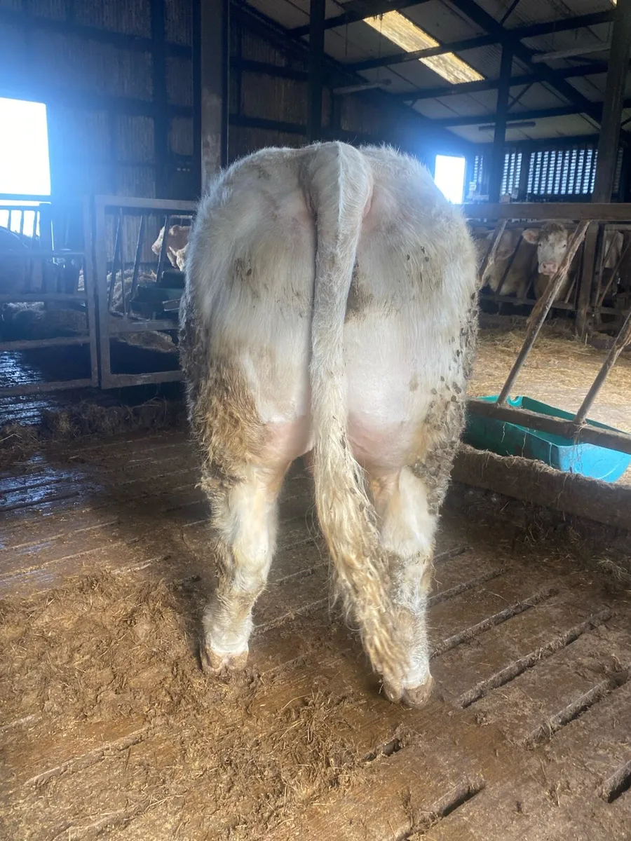 Super Charolaois bull - Image 4