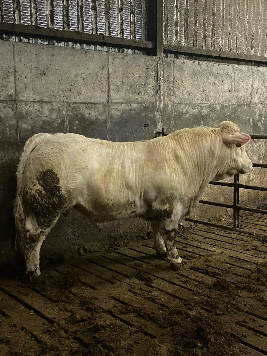 Super Charolaois bull - Image 2