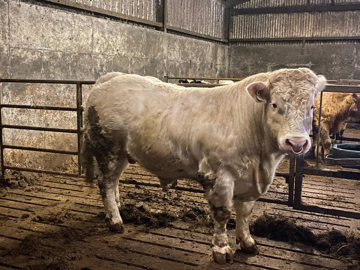 Super Charolaois bull - Image 3