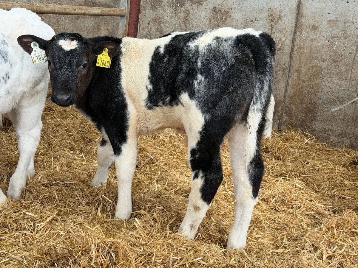 22 Top Grade Blue Bulls - Image 2