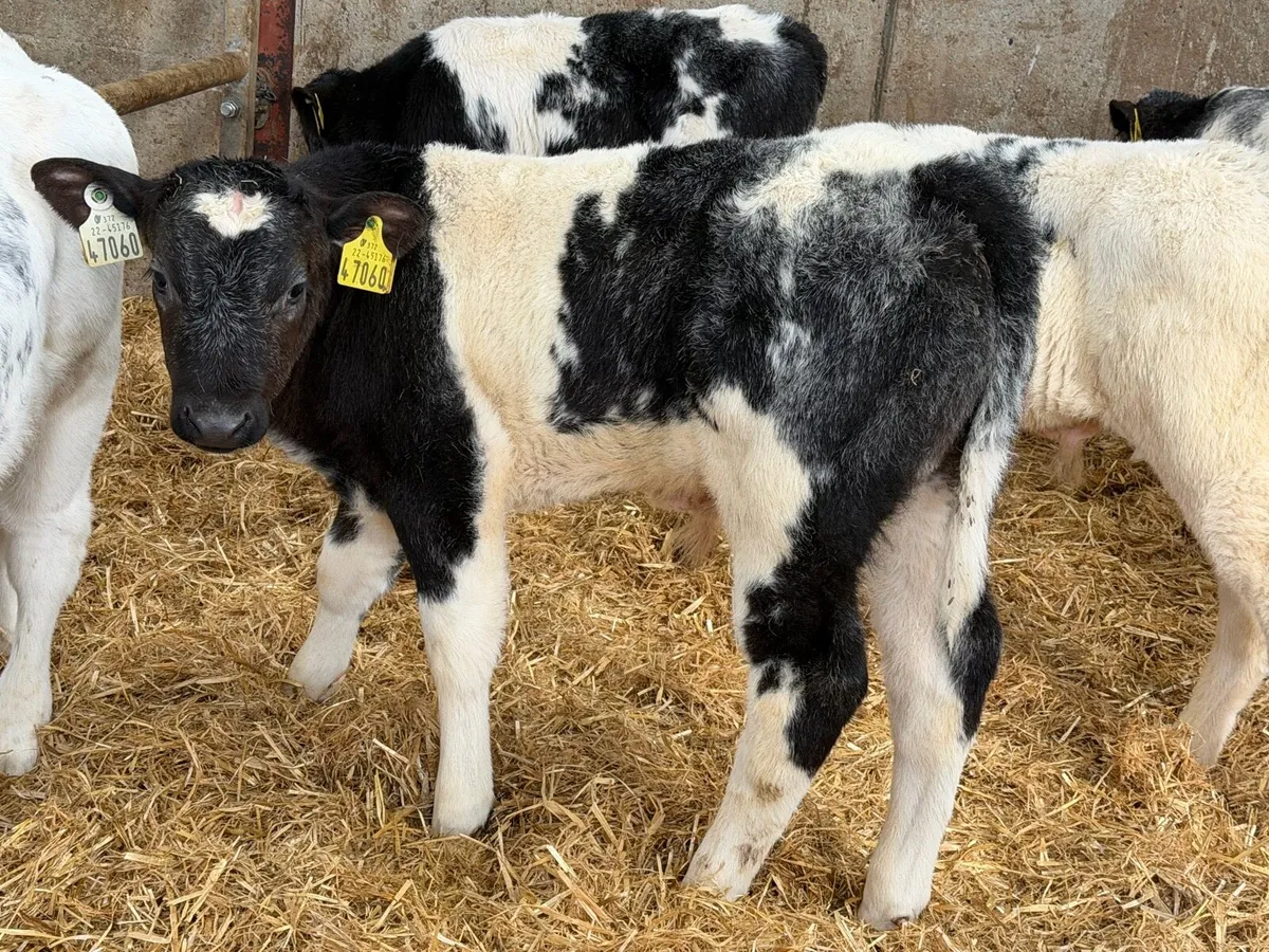 22 Top Grade Blue Bulls - Image 3