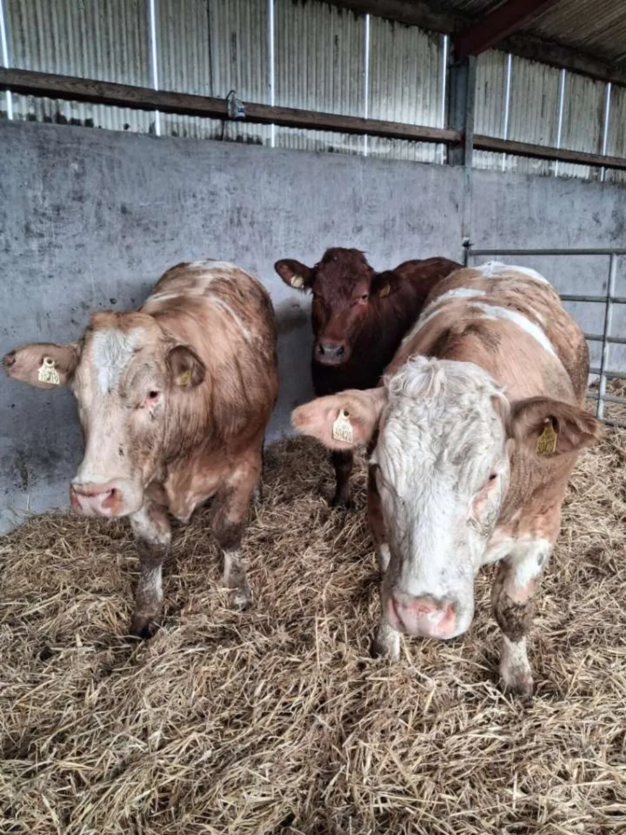 Three super Bulling heifers for sale👌 - Image 1