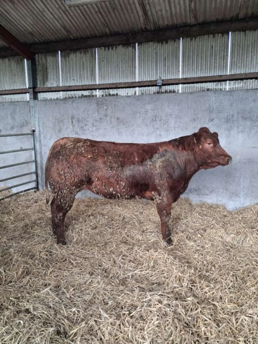 Three super Bulling heifers for sale👌 - Image 2