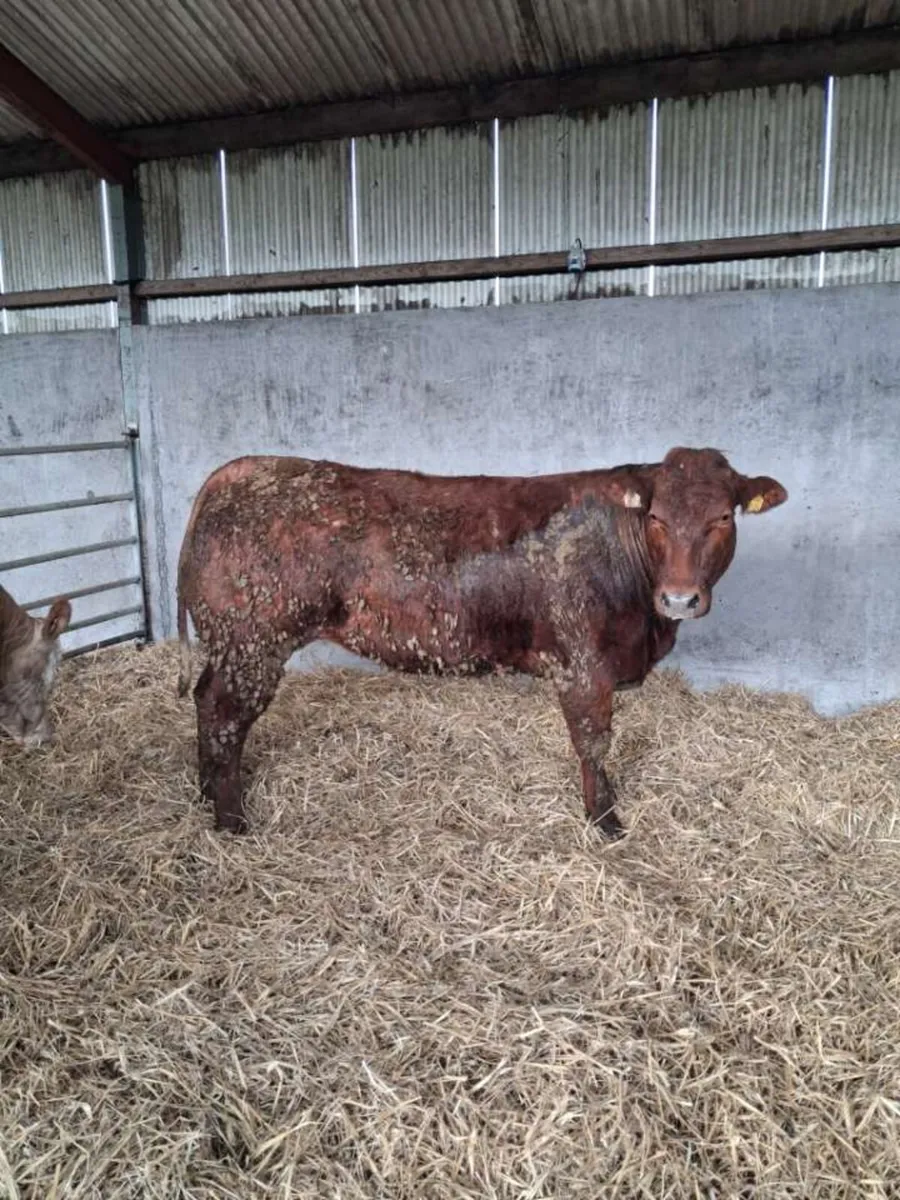 Three super Bulling heifers for sale👌 - Image 3