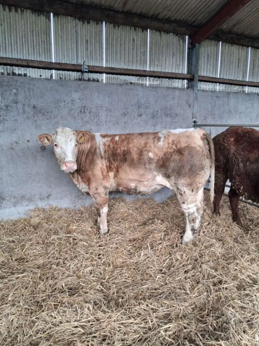 Three super Bulling heifers for sale👌 - Image 4