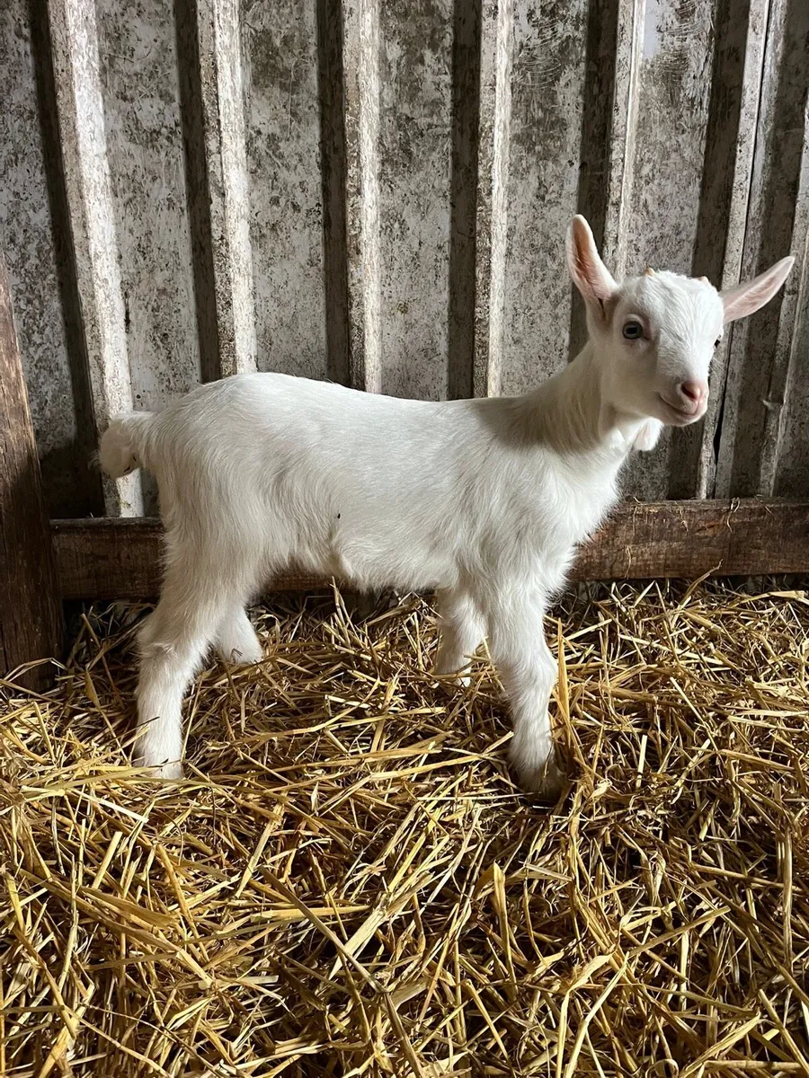 Pbnr male Saanen kid goat
