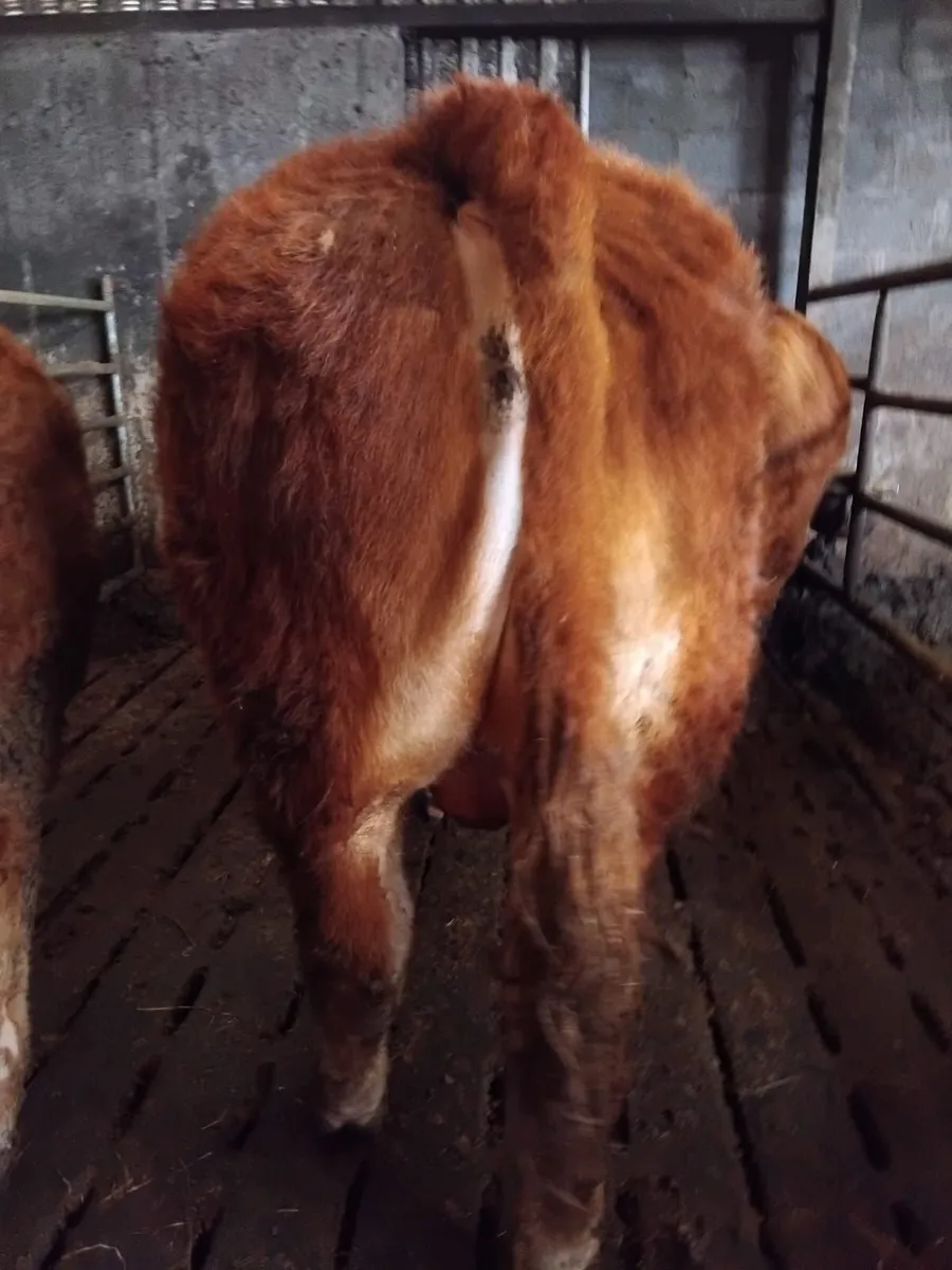 For sale pure breed limousin bull - Image 2