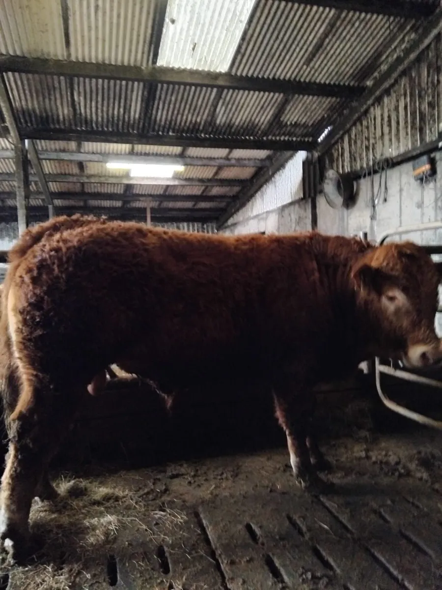 For sale pure breed limousin bull - Image 1