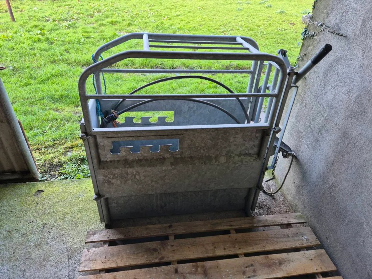 Calf Dehorning Crate - Image 2