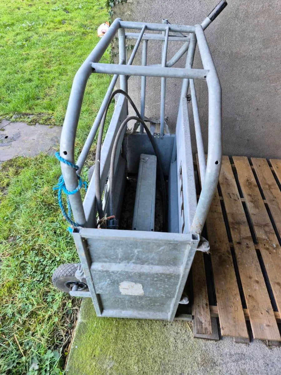 Calf Dehorning Crate - Image 3